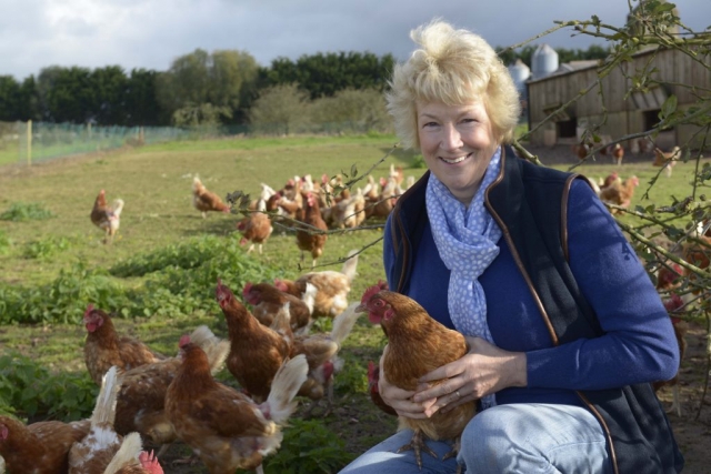Chicken farm PR image Chickens